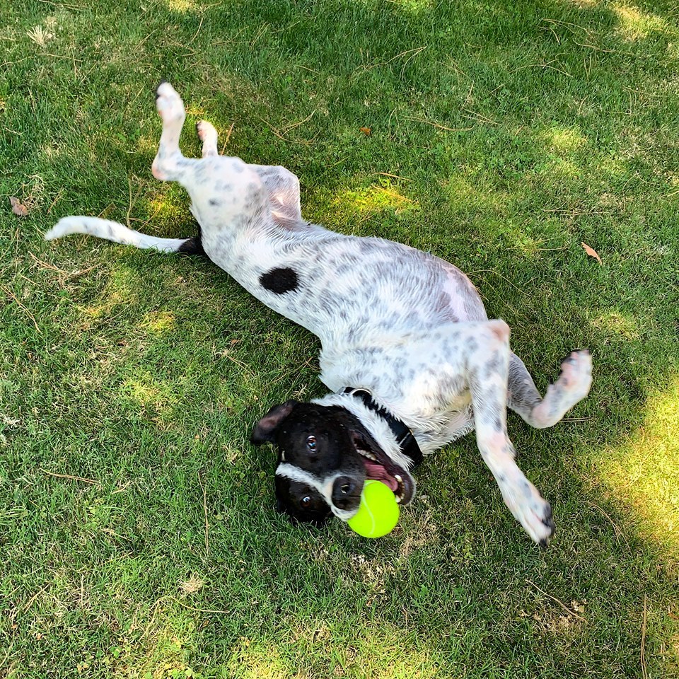 Enlarge Lacy, a Adoptable mixed breed in Phoenix, AZ image 3/6