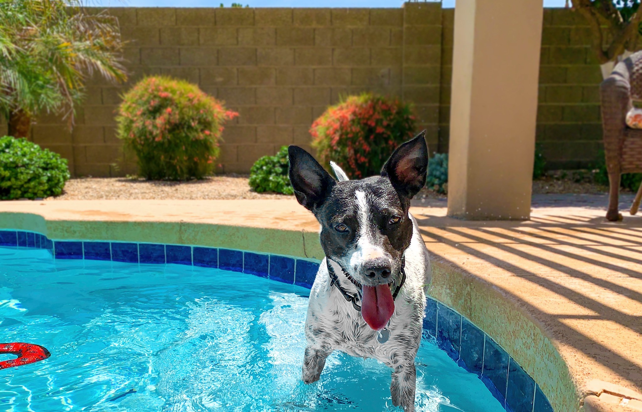 Enlarge Lacy, a Adoptable mixed breed in Phoenix, AZ image 4/6