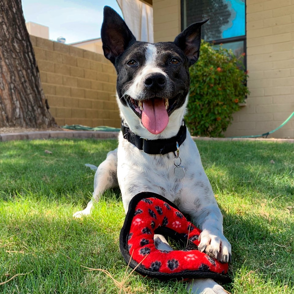 Enlarge Lacy, a Adoptable mixed breed in Phoenix, AZ image 6/6