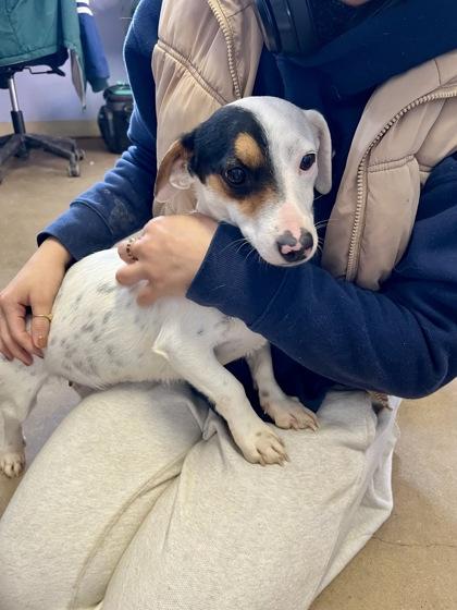 Enlarge Watermelon , an adopted Jack Russell Terrier in Marshall, NC image 1/5