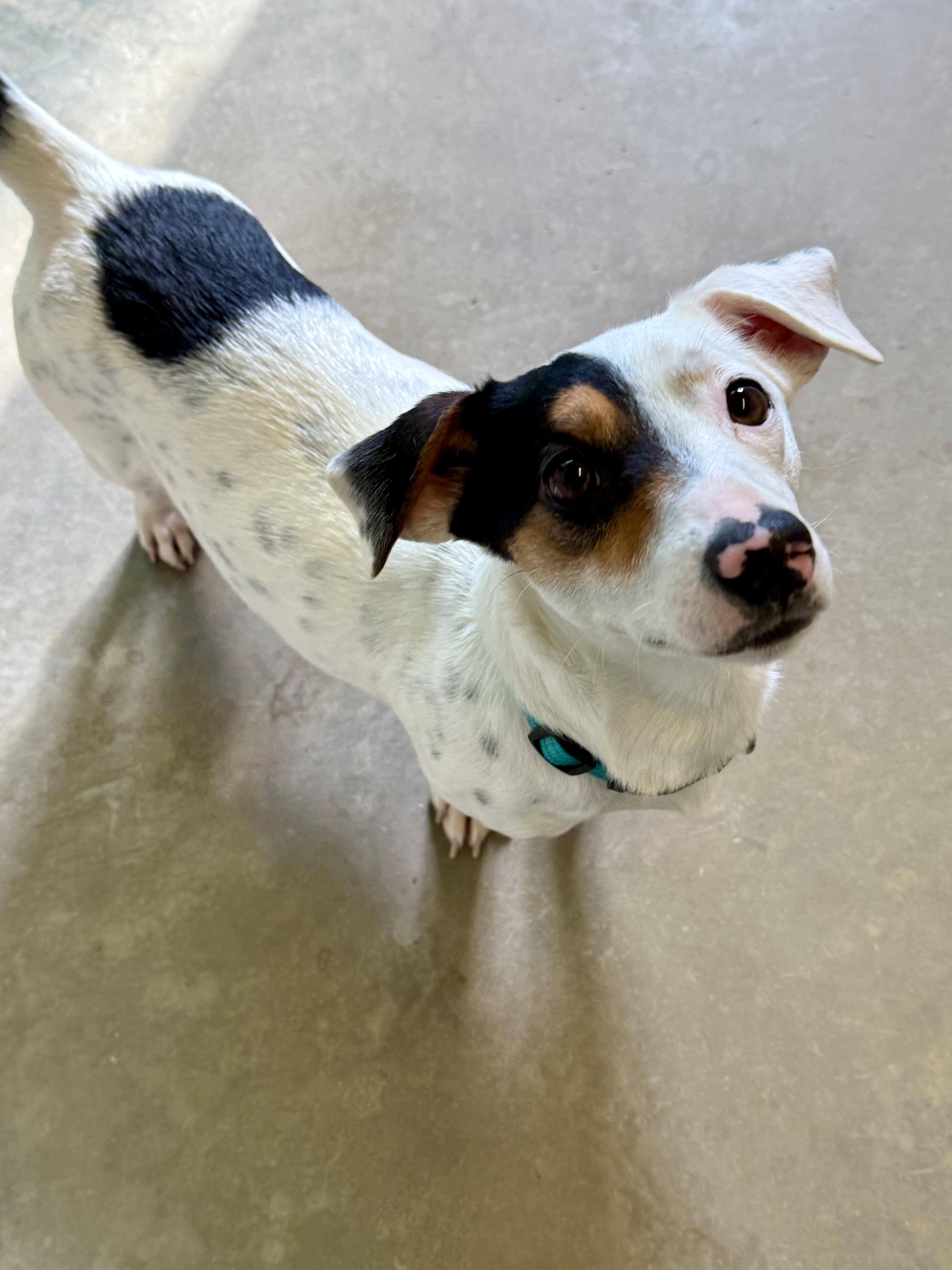 Enlarge Watermelon , an adopted Jack Russell Terrier in Marshall, NC image 4/5
