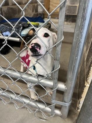 Enlarge Watermelon , an adopted Jack Russell Terrier in Marshall, NC image 5/5