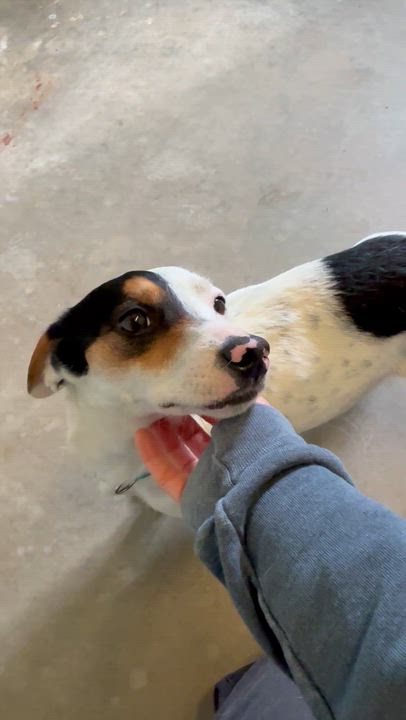 Enlarge Watermelon , an adopted Jack Russell Terrier in Marshall, NC video 2/5