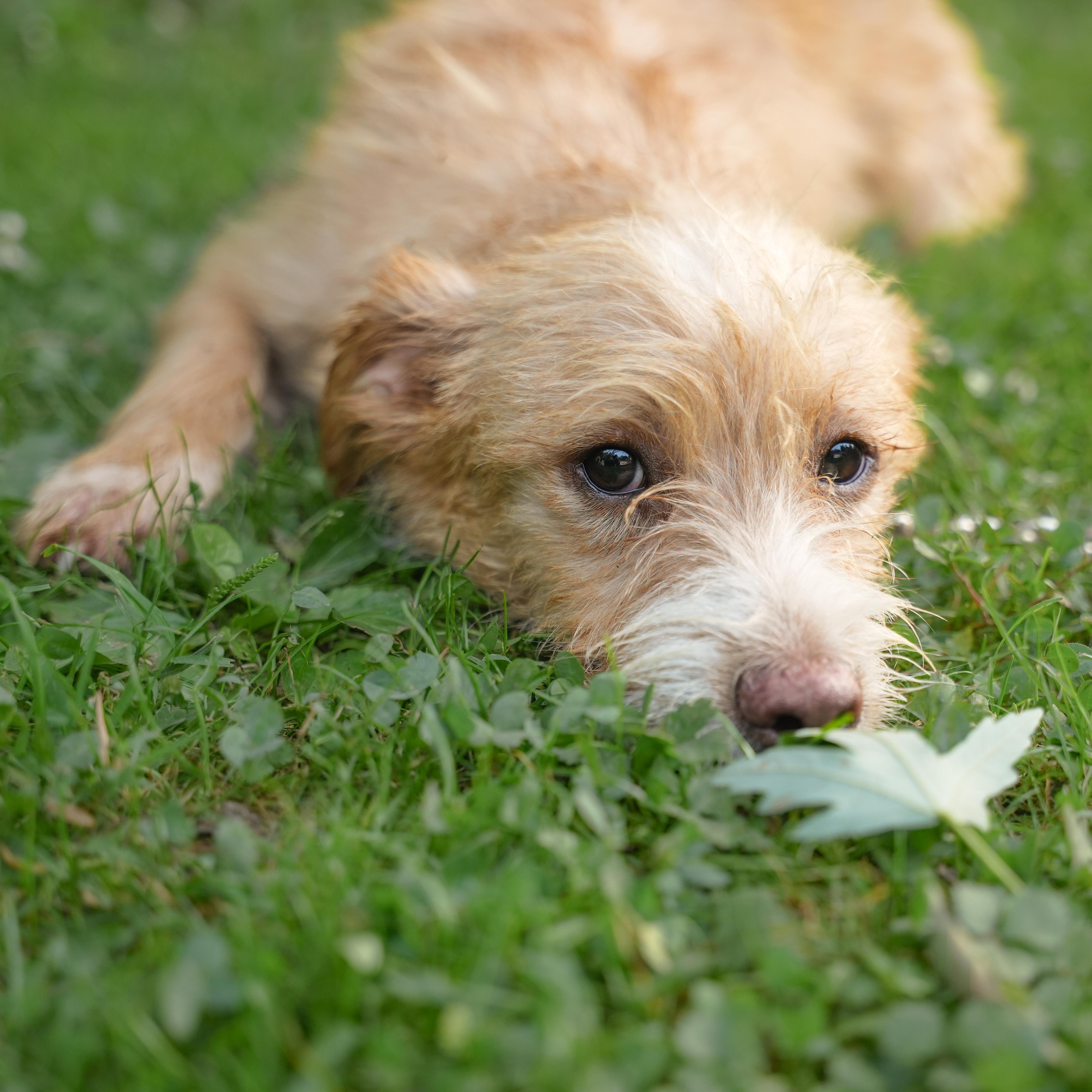 Enlarge Otis, a Adopted Wirehaired Terrier in Dalton, GA image 4/4