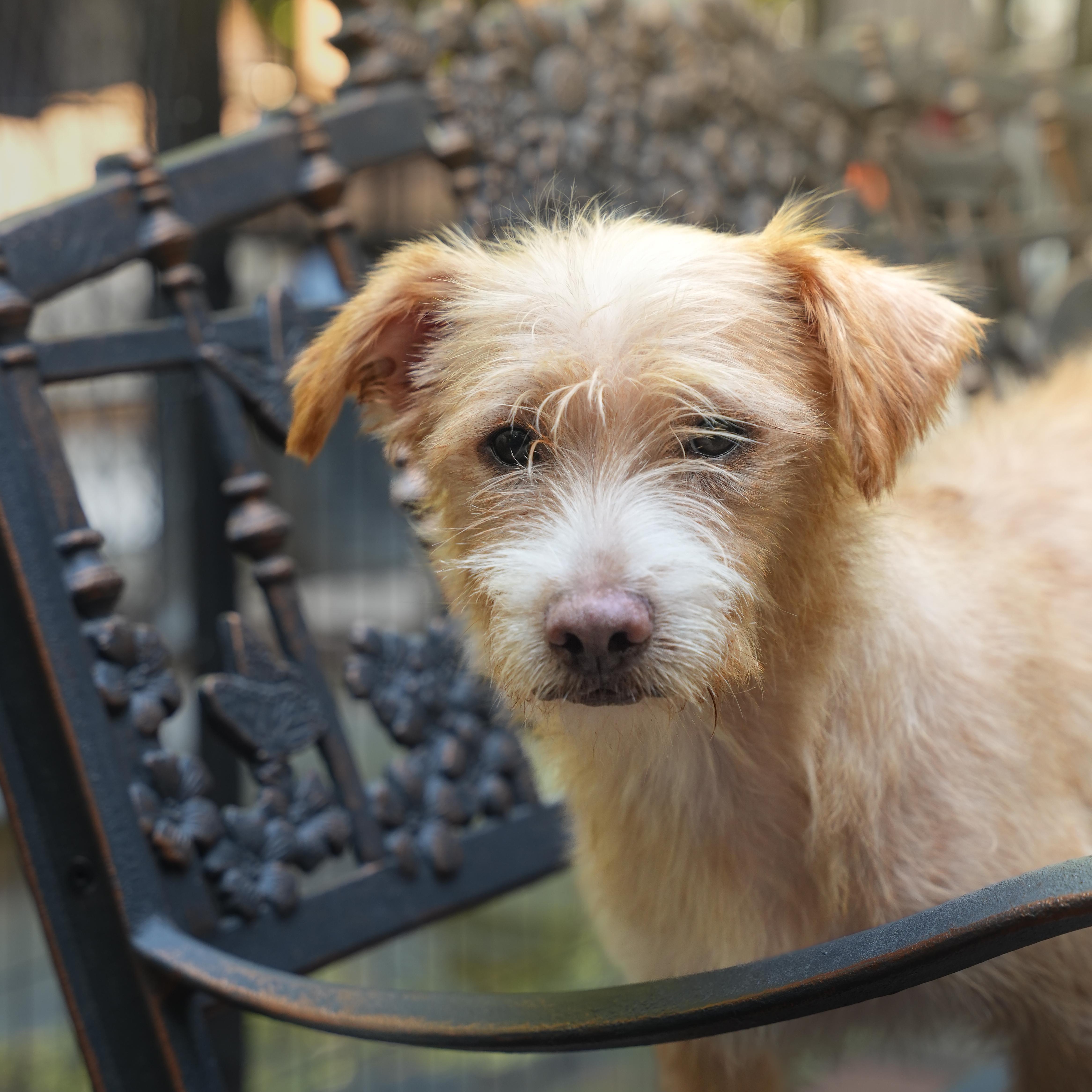 Enlarge Otis, a Adopted Wirehaired Terrier in Dalton, GA image 1/4