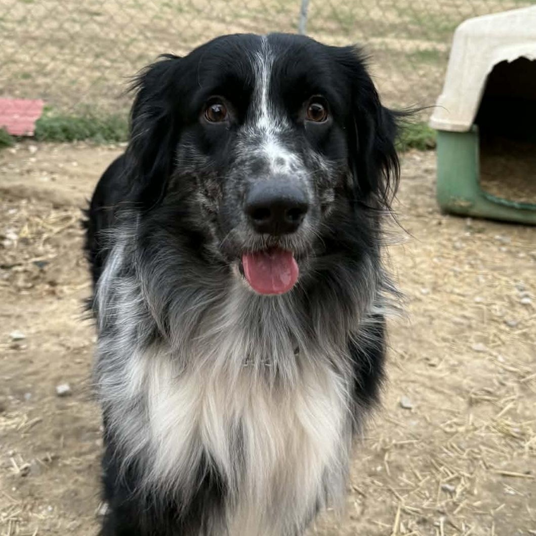 Blue, ADOPTABLE, Young Male Australian Shepherd.