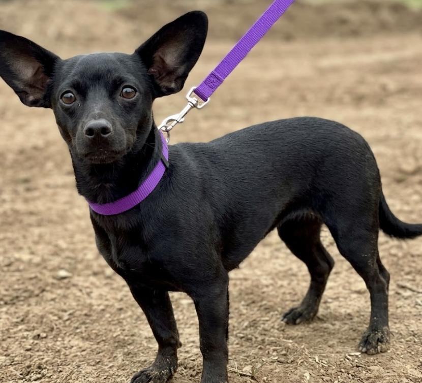Senorita Smalls, Adoptable, Young Female Chihuahua.
