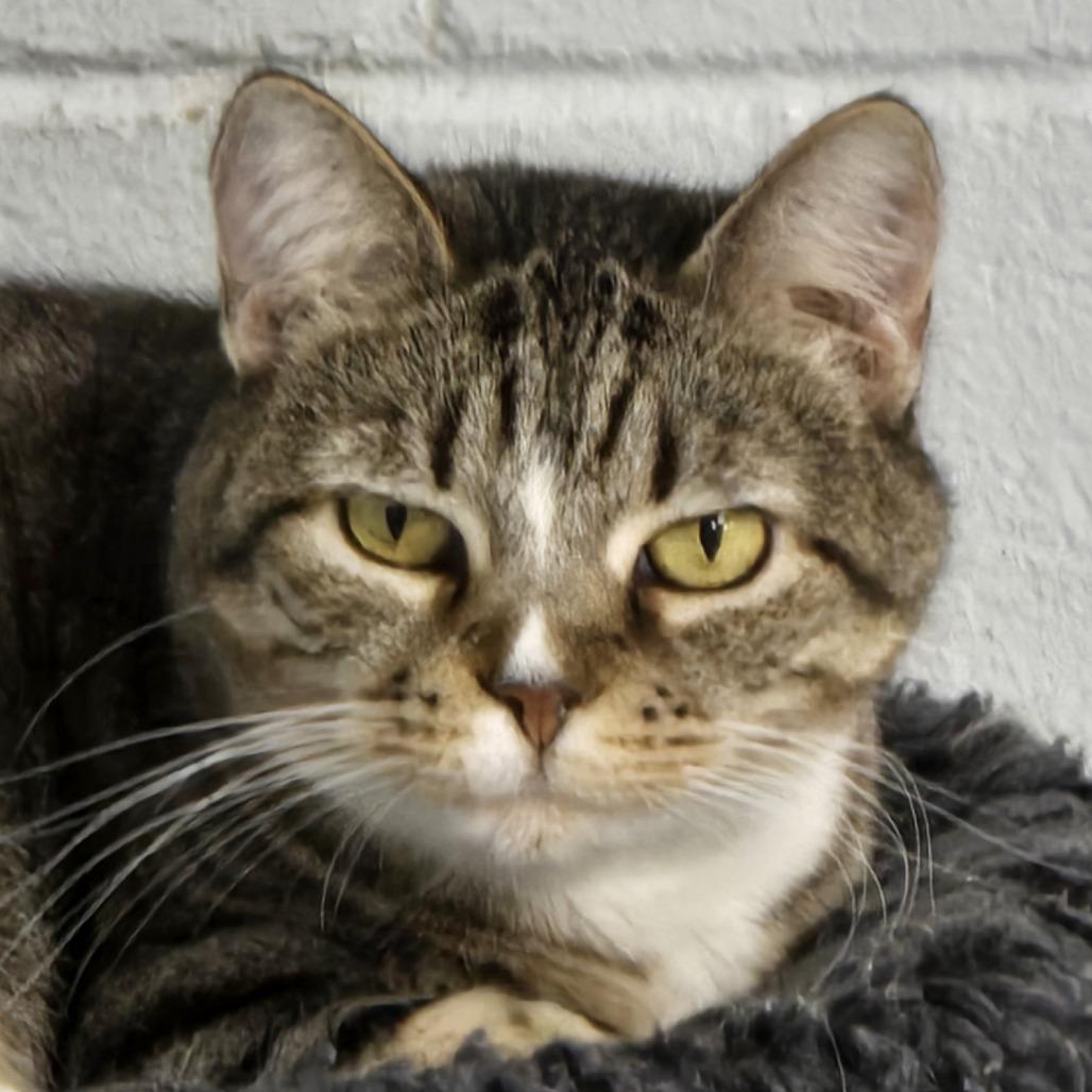 Tiger, Adoptable, Senior Female Domestic Short Hair & Mixed Breed.