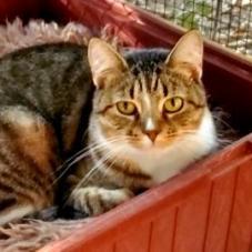Enlarge Tiger, a Adoptable mixed breed in Lexington, SC image 2/2