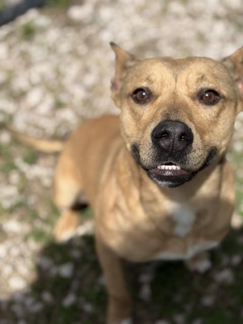 FIONA, Adoptable, Young Female American Staffordshire Terrier & Mixed Breed.