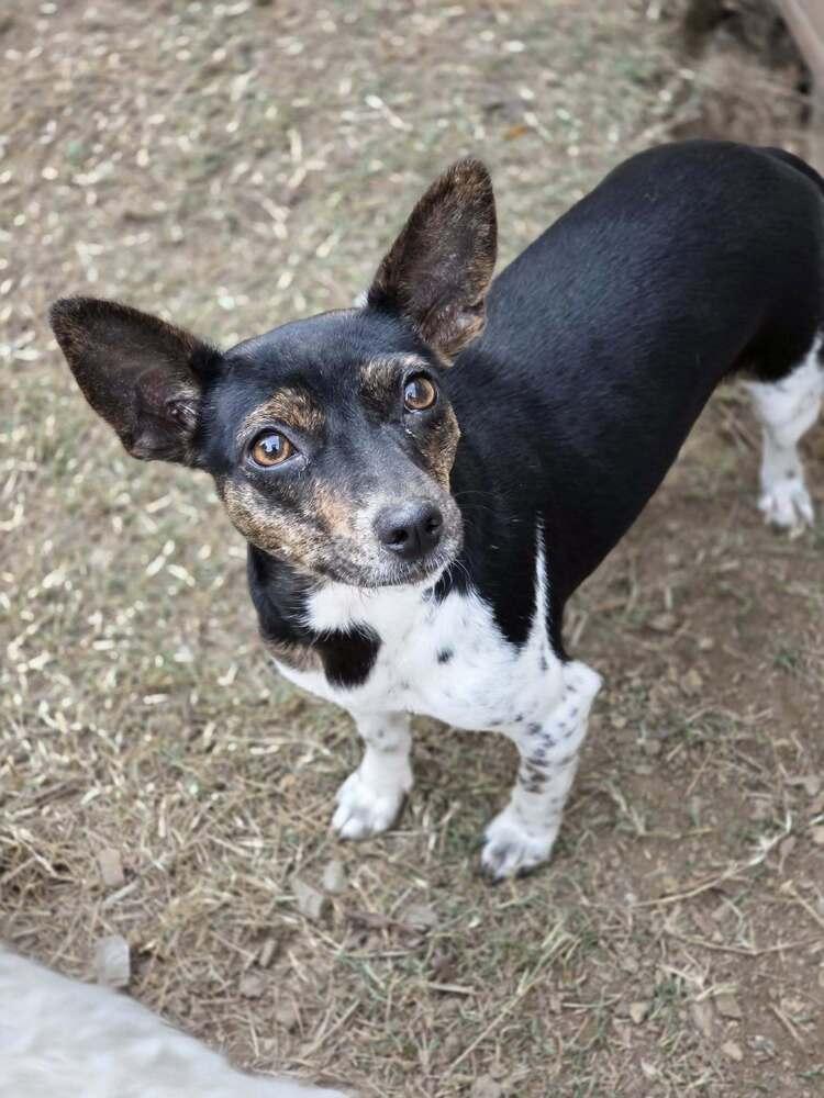 Ladybug, Adoptable, Young Female Chihuahua & Rat Terrier.