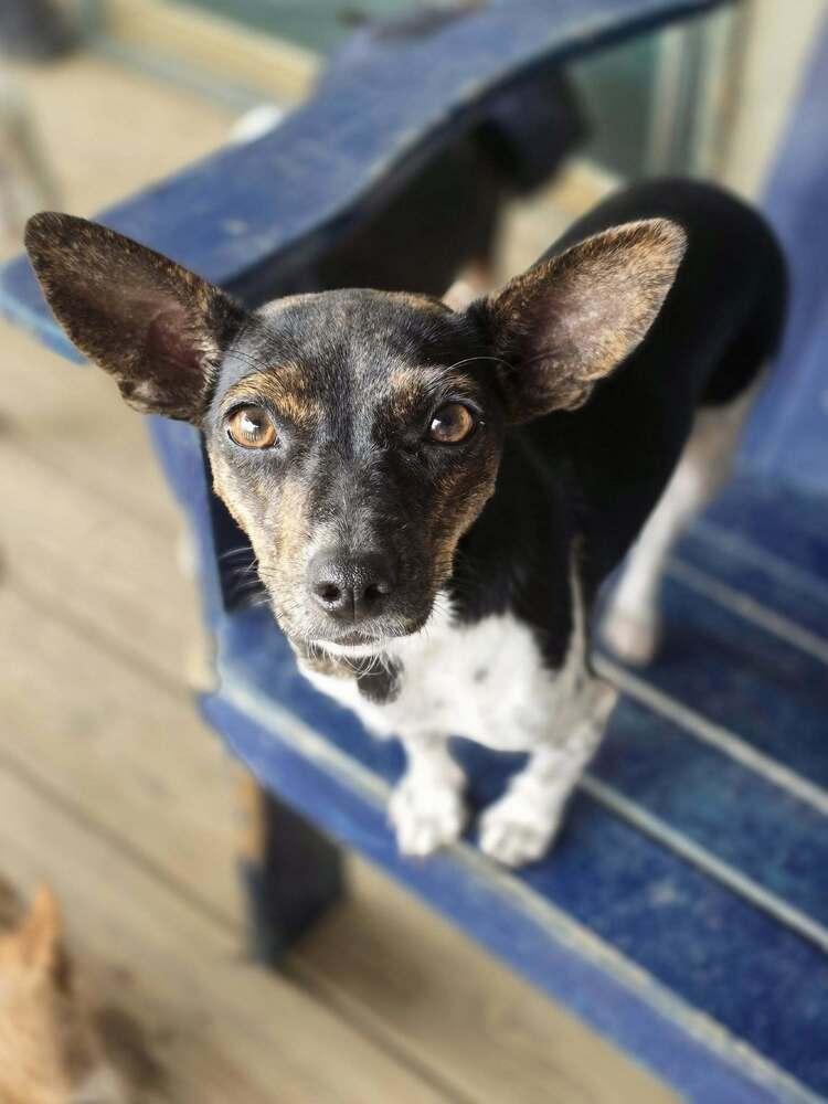 Ladybug, a Adoptable mixed breed in Chattanooga, TN image 2/2