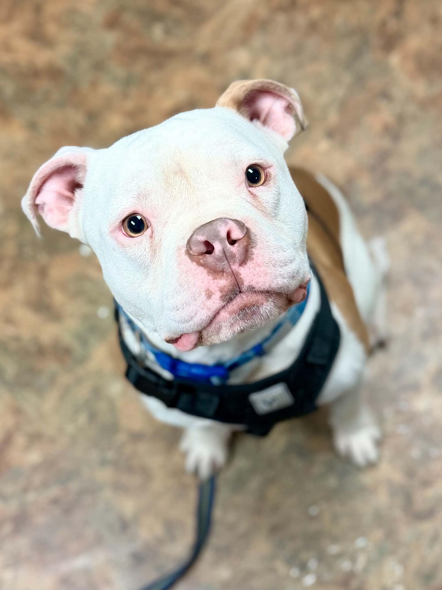 Creed, a ADOPTABLE mixed breed in Brunswick, ME image 3/5