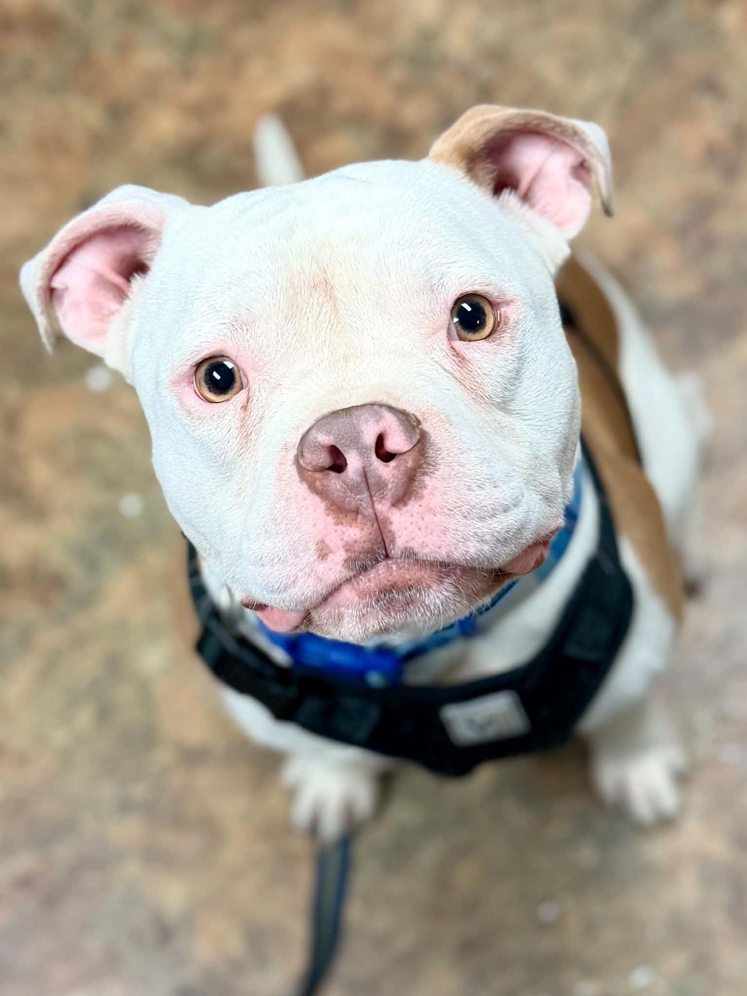 Creed, a ADOPTABLE mixed breed in Brunswick, ME image 2/5