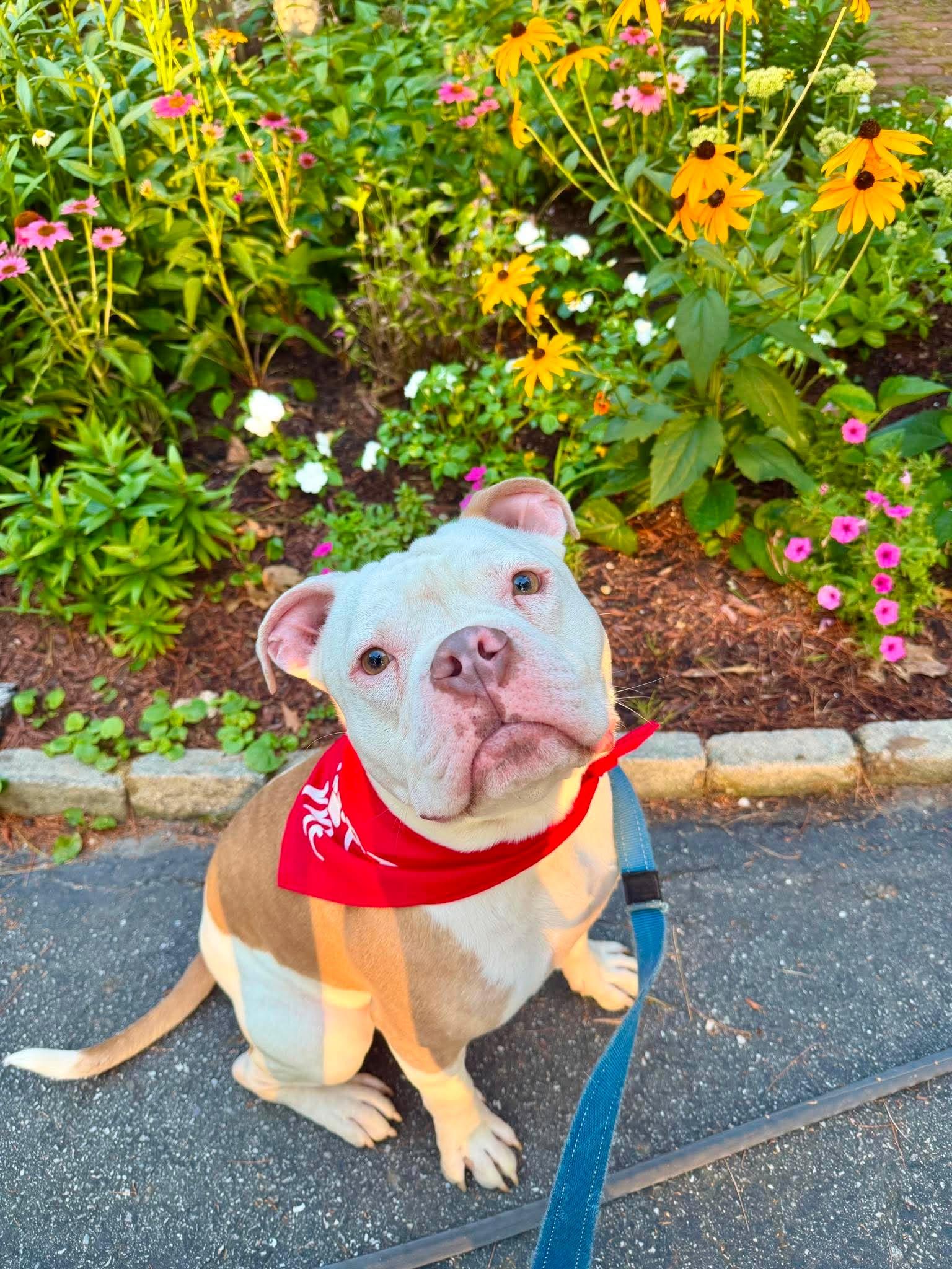 Creed, ADOPTABLE, Adult Male American Bully.