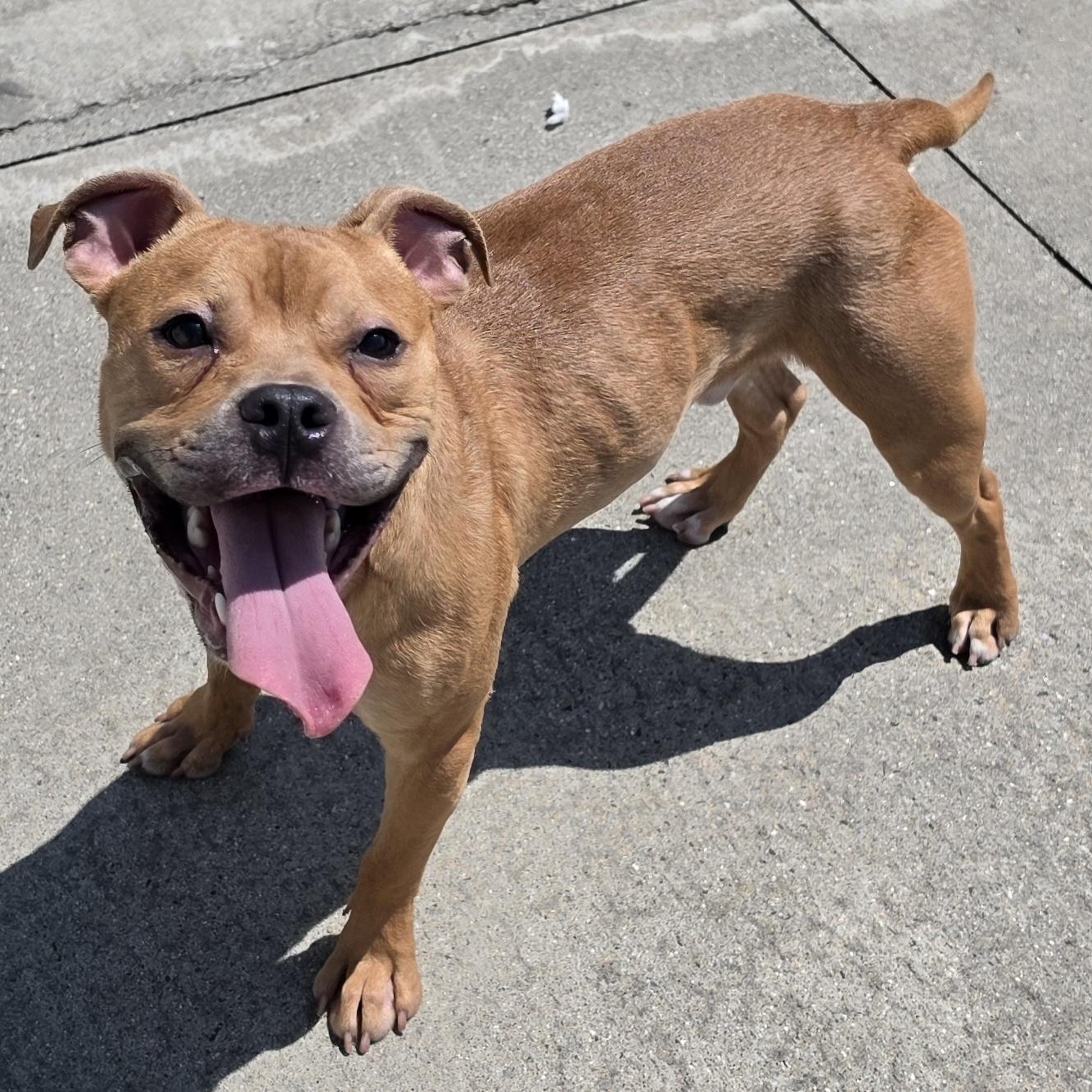 Zaza, Cute Puppy Boy, a Adoptable mixed breed in Meriden, CT image 6/6