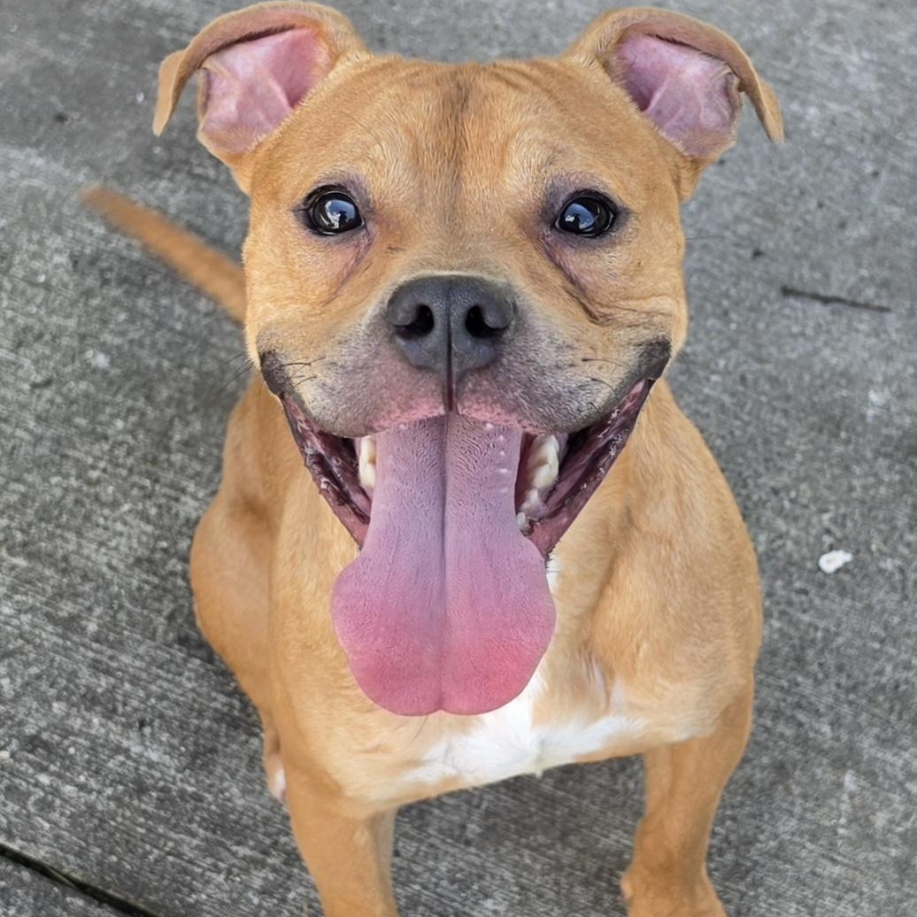 Zaza, Cute Puppy Boy, a Adoptable mixed breed in Meriden, CT image 2/6
