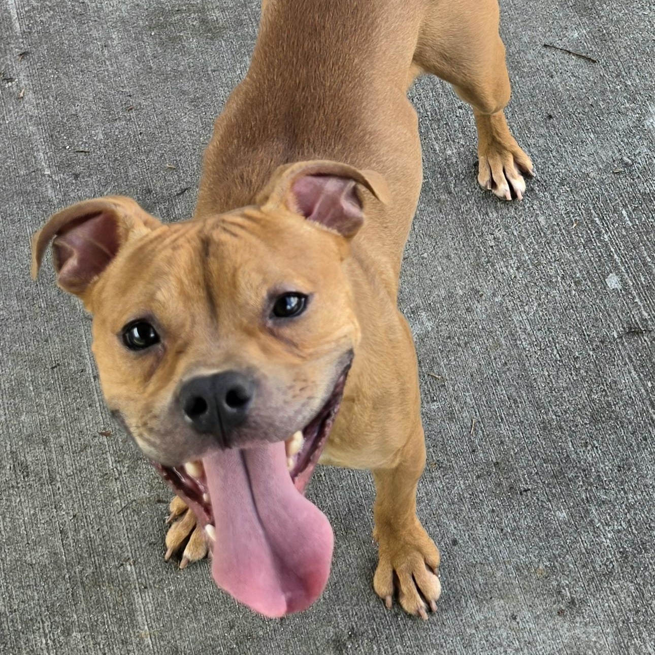 Zaza, Cute Puppy Boy, a Adoptable mixed breed in Meriden, CT image 1/6