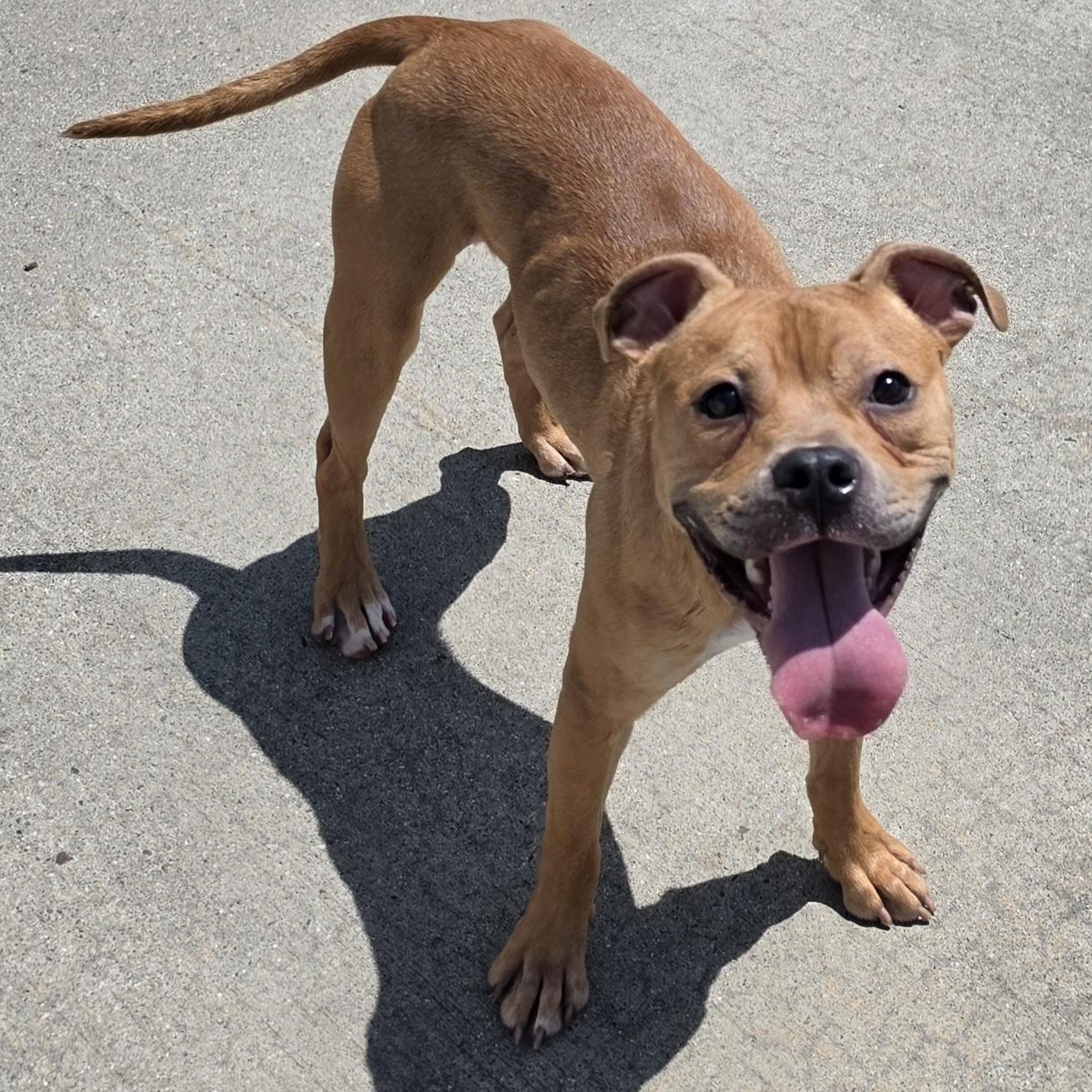 Zaza, Cute Puppy Boy, a Adoptable mixed breed in Meriden, CT image 3/6