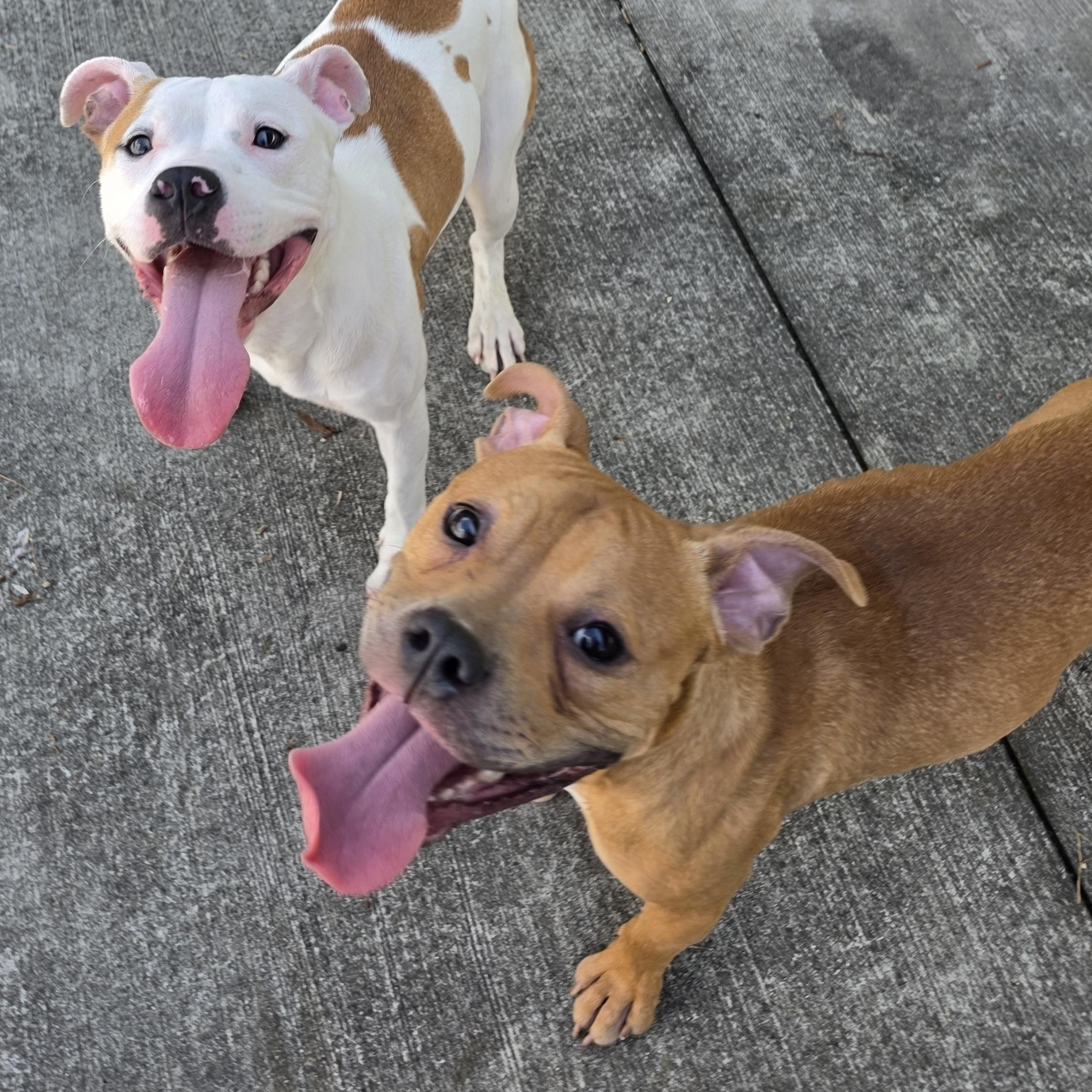 Zaza, Cute Puppy Boy, a Adoptable mixed breed in Meriden, CT image 4/6