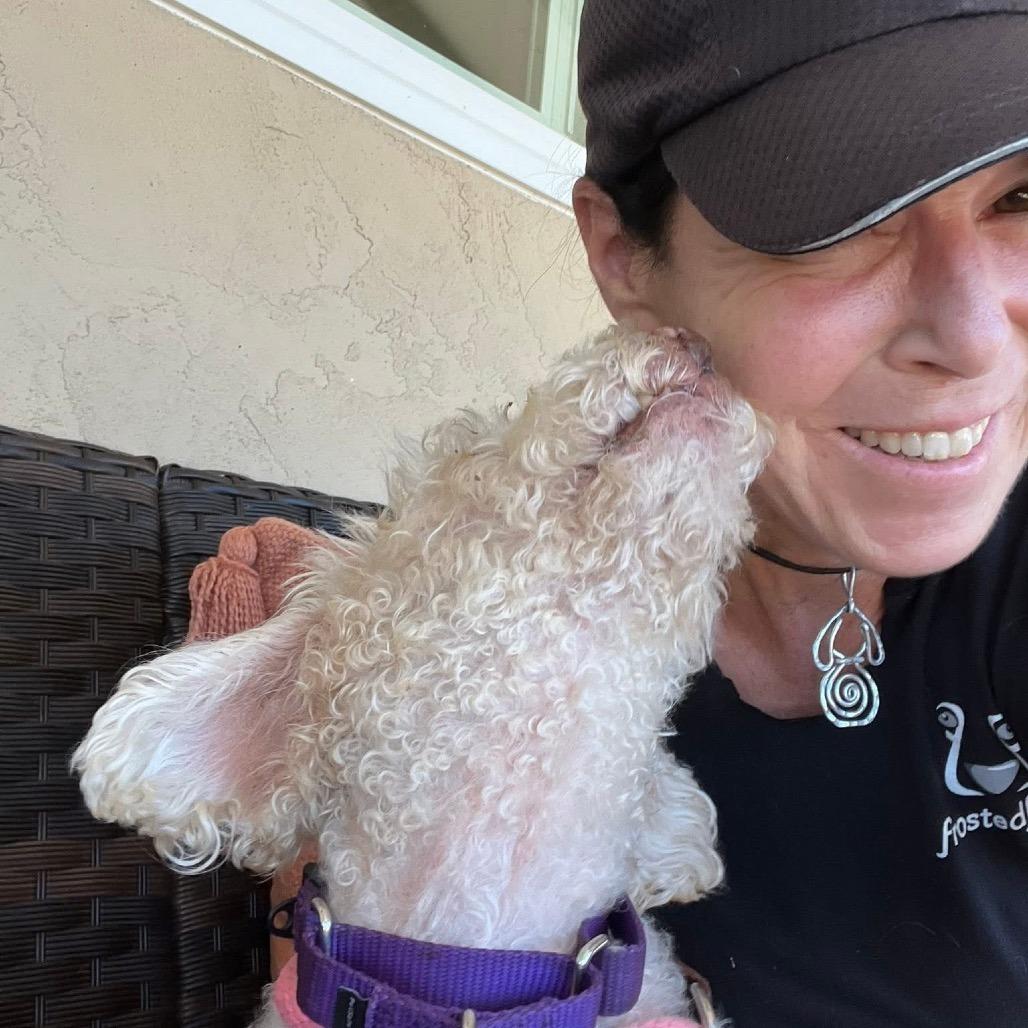 Sam Sorrypants, Adoptable, Senior Male Poodle.