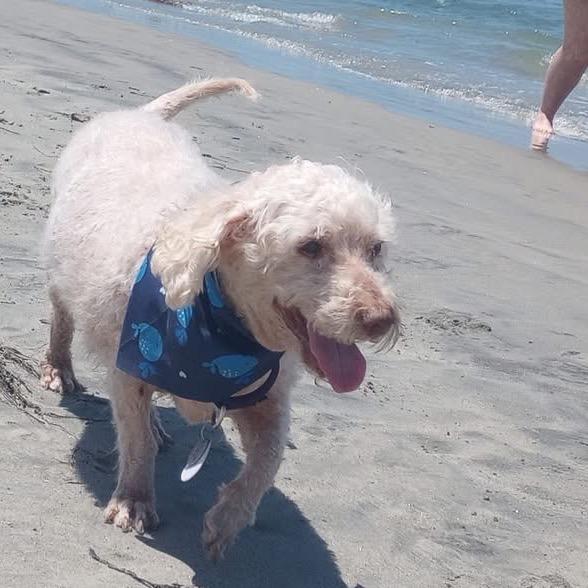 Enlarge Sam Sorrypants, a Adoptable Poodle in Ramona, CA image 2/6