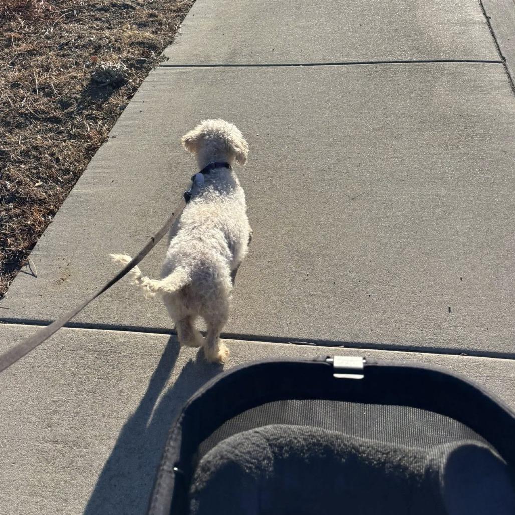 Enlarge Sam Sorrypants, a Adoptable Poodle in Ramona, CA image 4/6