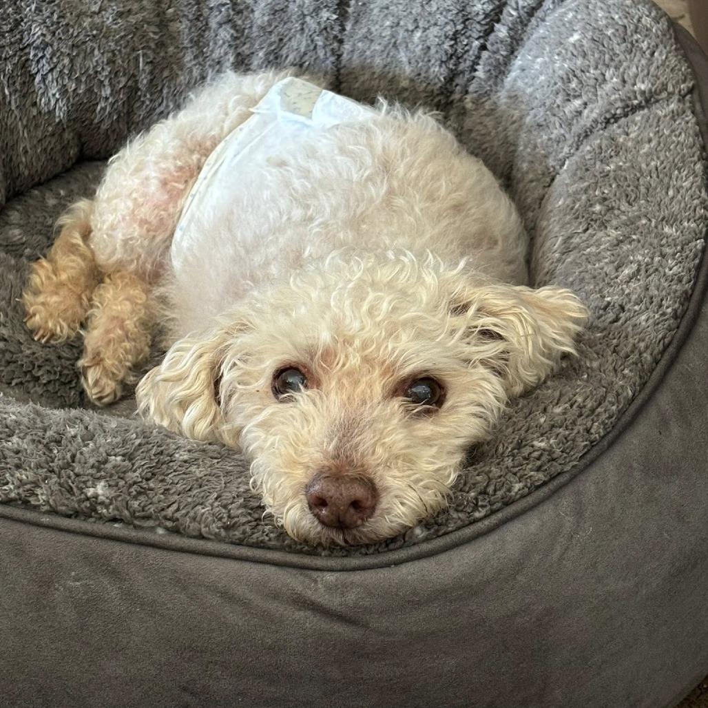 Enlarge Sam Sorrypants, a Adoptable Poodle in Ramona, CA image 5/6