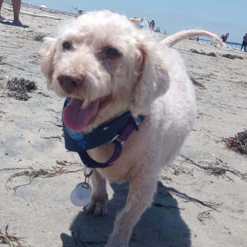 Enlarge Sam Sorrypants, a Adoptable Poodle in Ramona, CA image 6/6