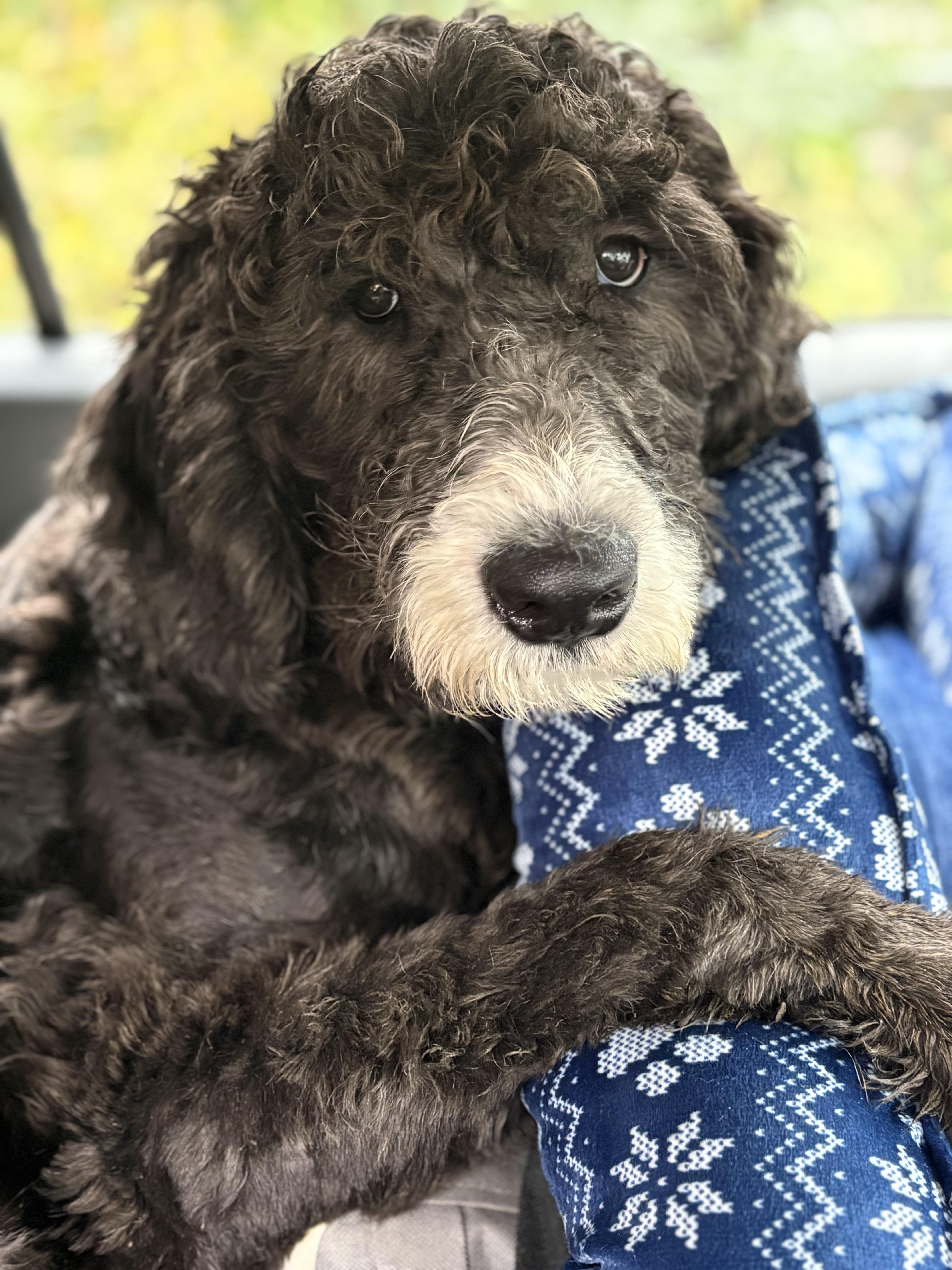 Biscuit, an adopted mixed breed in Yuba City, CA image 1/5