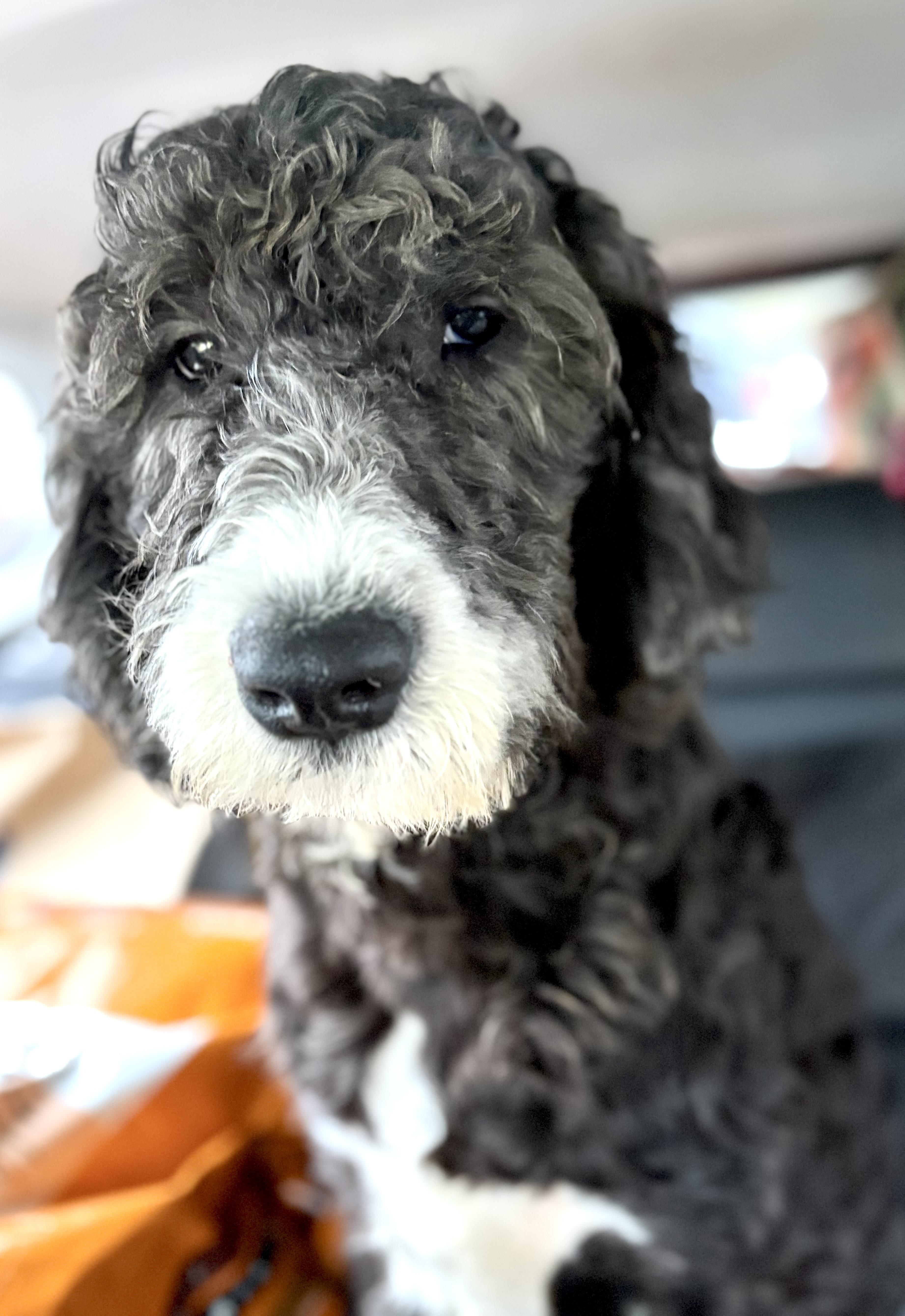 Biscuit, an adopted mixed breed in Yuba City, CA image 2/5