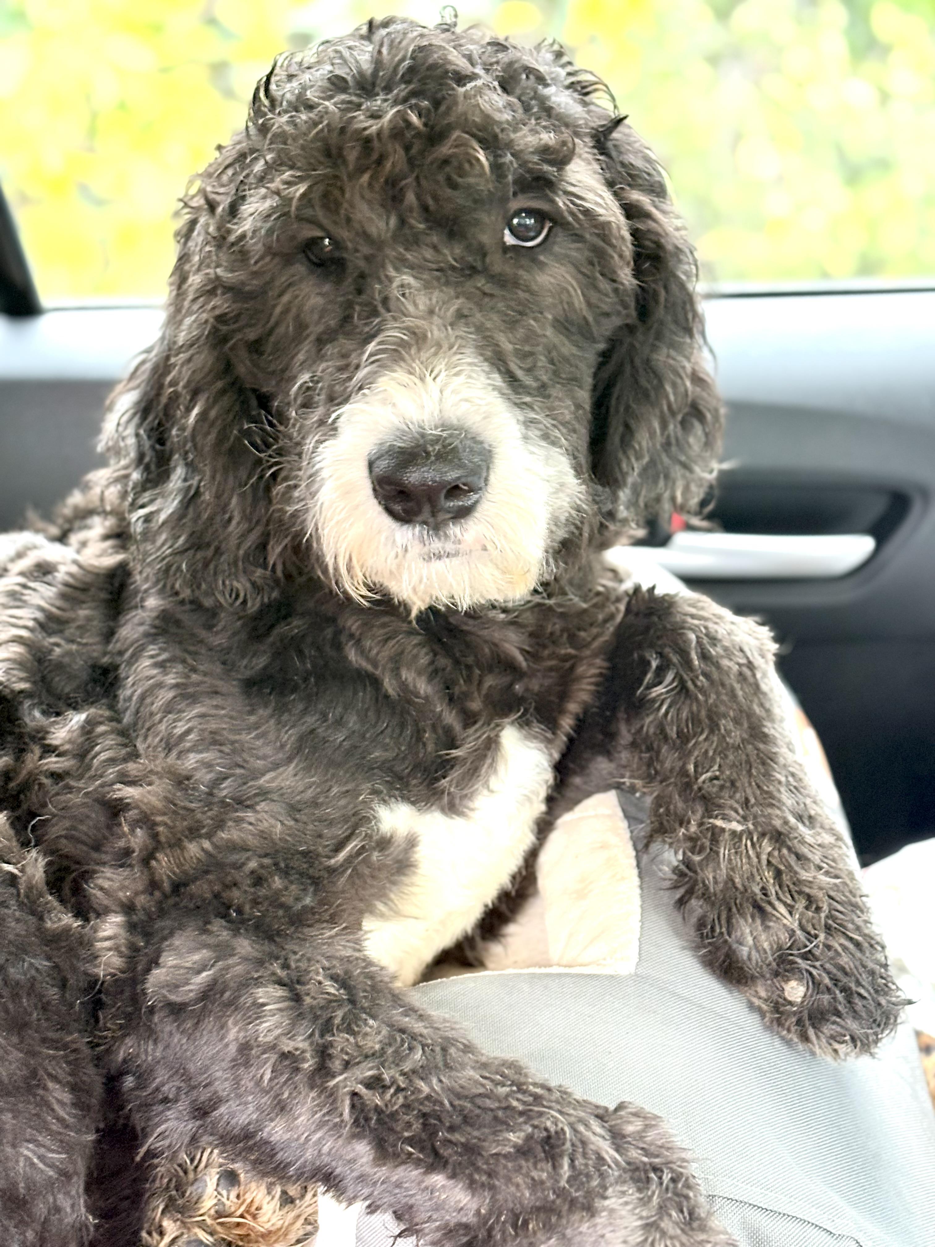 Biscuit, an adopted mixed breed in Yuba City, CA image 5/5