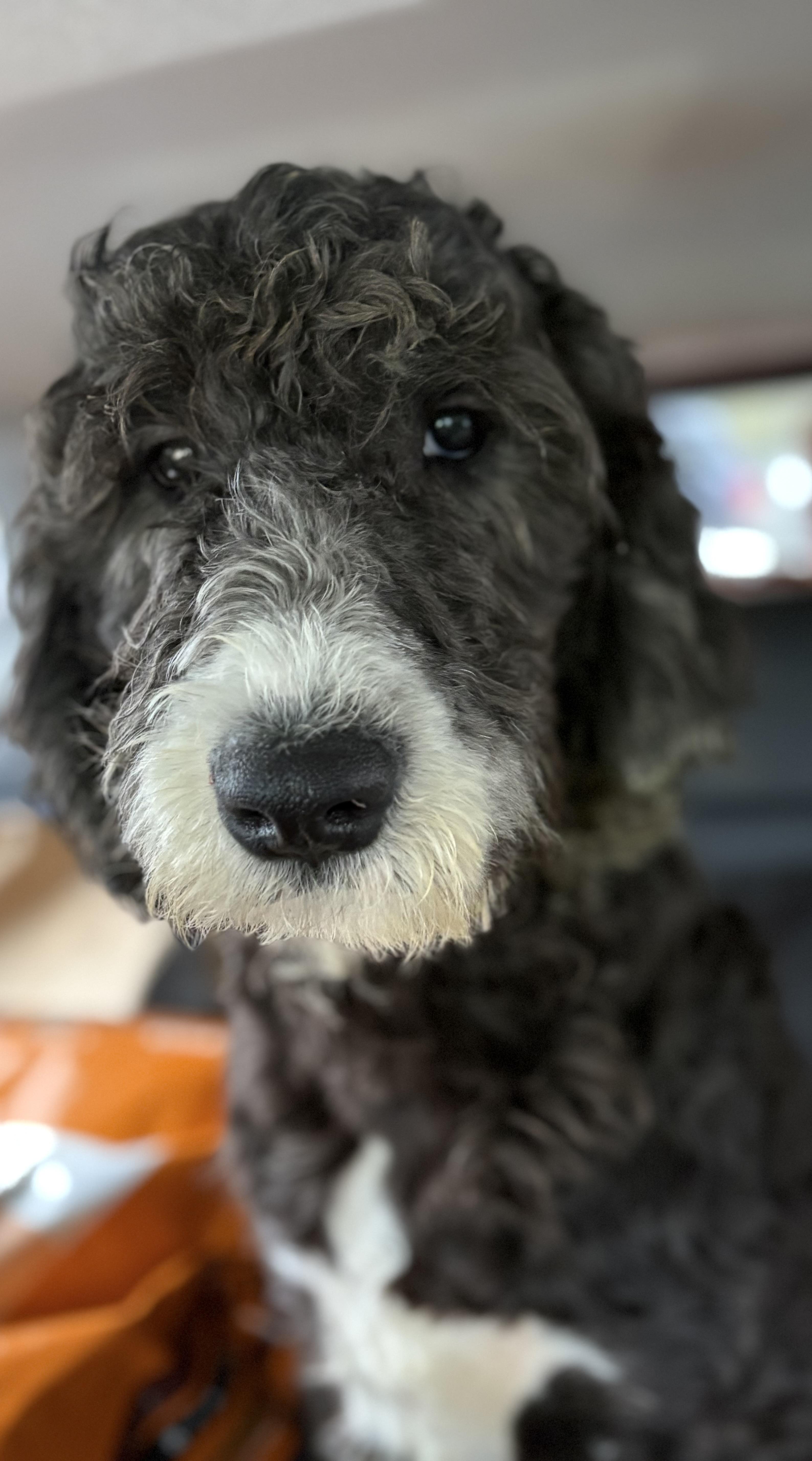 Biscuit, an adopted mixed breed in Yuba City, CA image 4/5