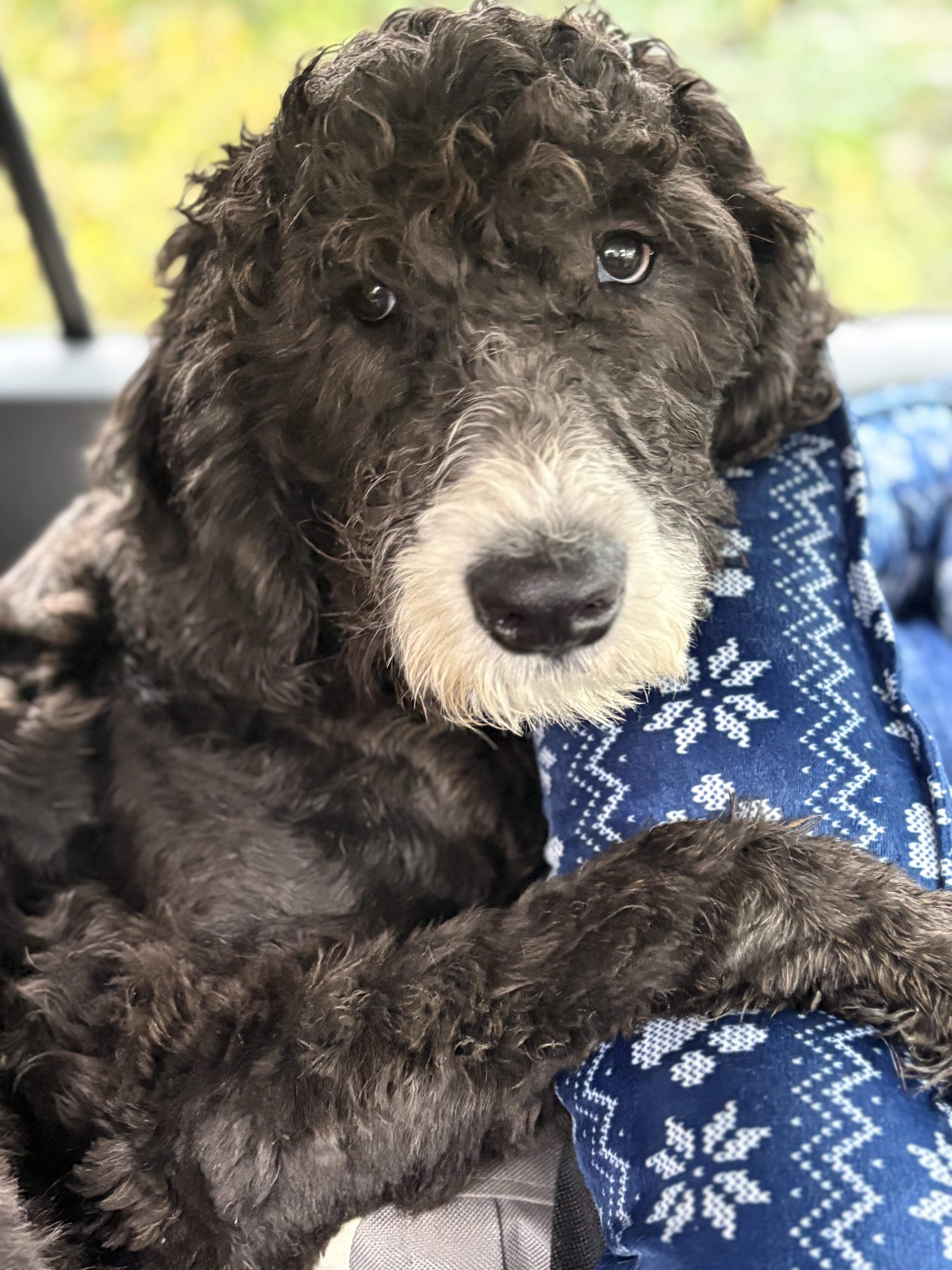 Biscuit, an adopted mixed breed in Yuba City, CA image 3/5