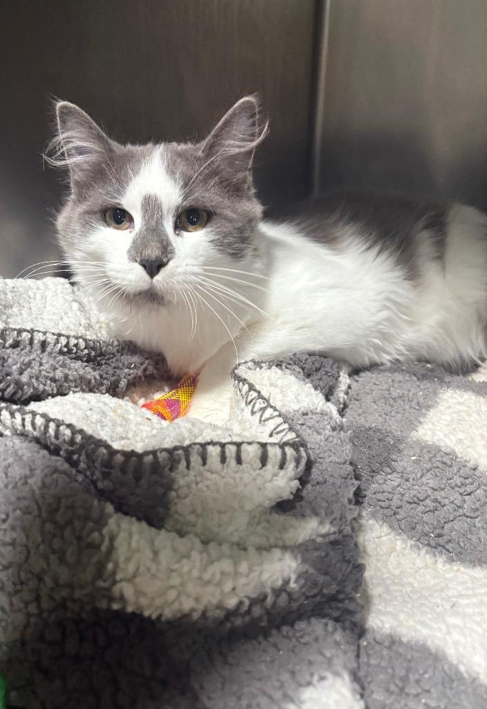 Crick, Adoptable, Young Male Domestic Short Hair.