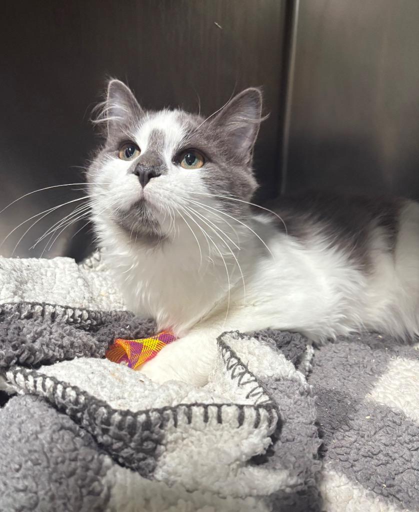 Crick, a Adoptable mixed breed in Parsons, WV image 2/2