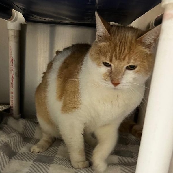 Crybaby, ADOPTABLE, Senior Female Domestic Short Hair.