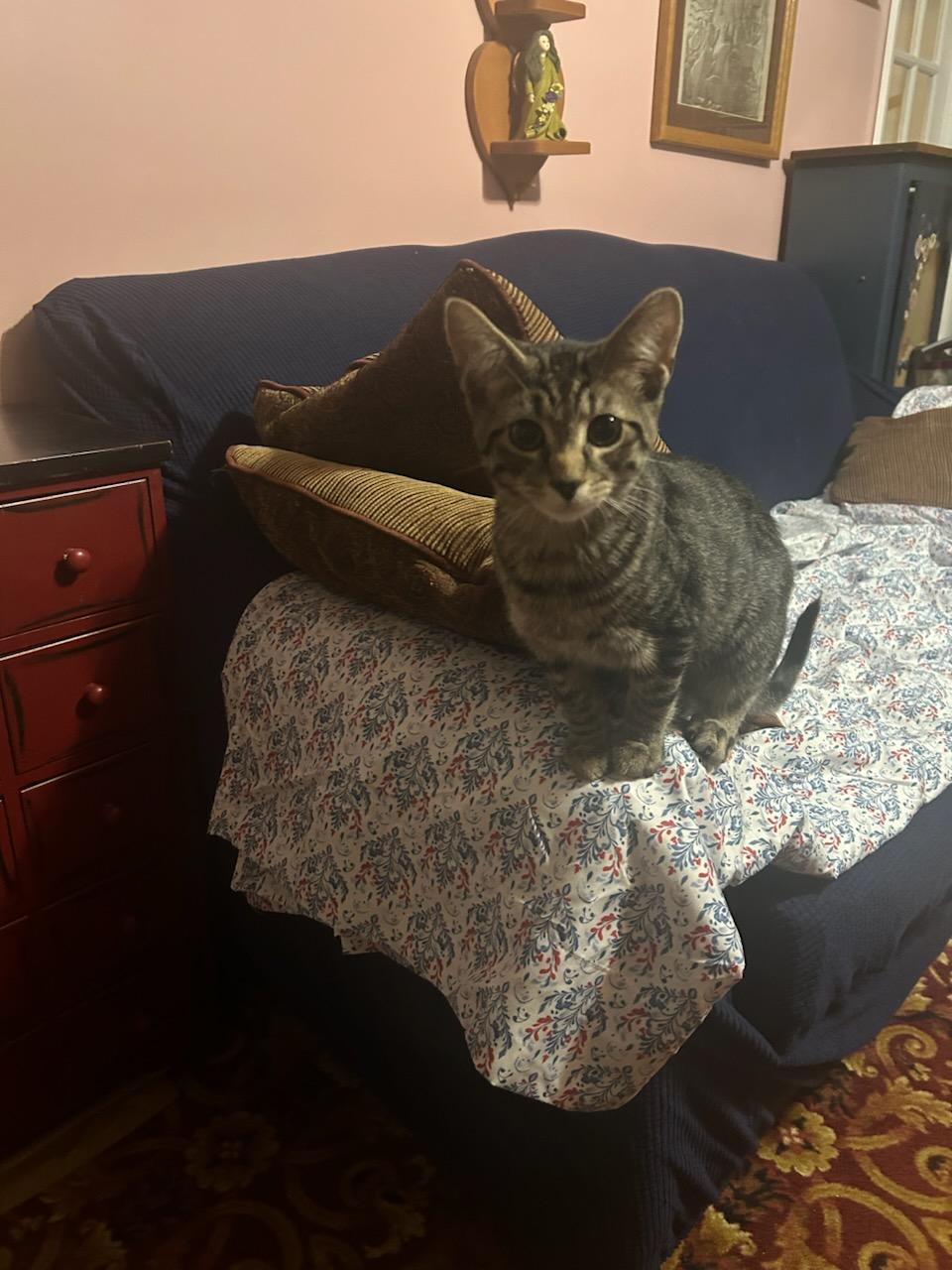 Charlie, ADOPTABLE, Young Male American Shorthair.
