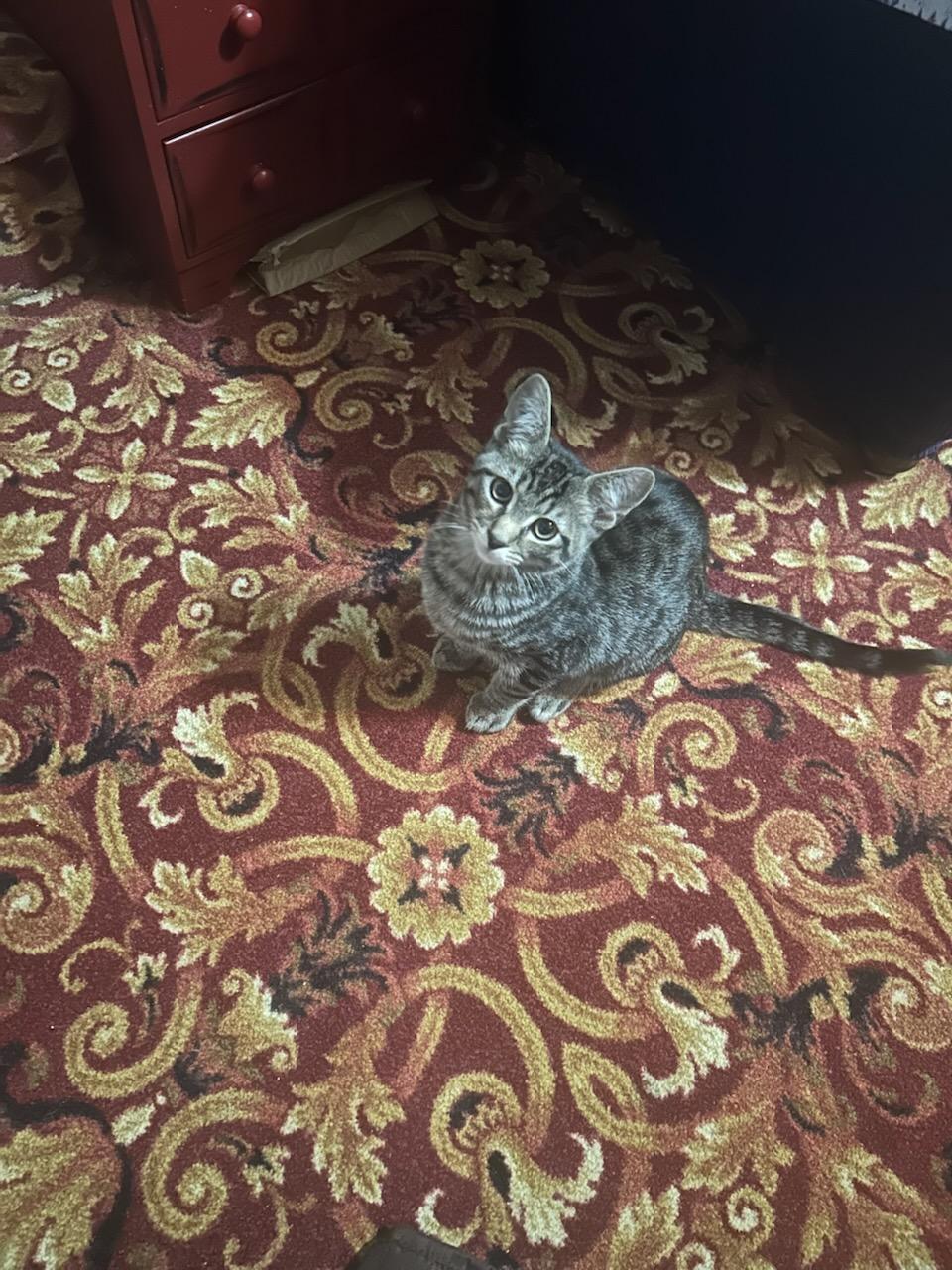 Charlie, a ADOPTABLE American Shorthair in Butler, PA image 2/2