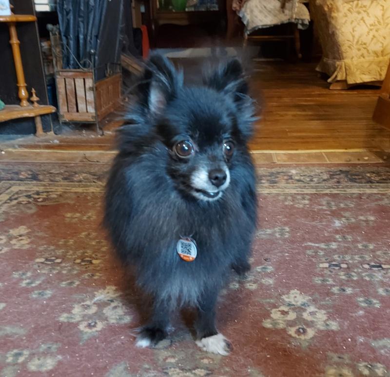 Ebony, an adoptable Pomeranian, Chihuahua in Bancroft, ON, K0L 1C0 | Photo Image 2