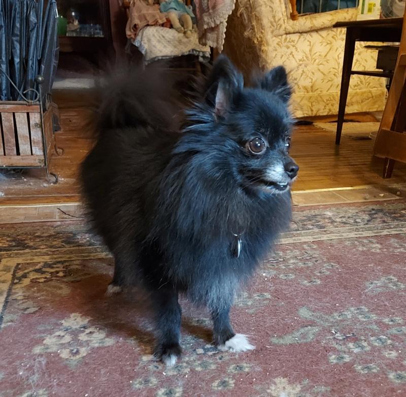 Ebony, Adult Female Pomeranian