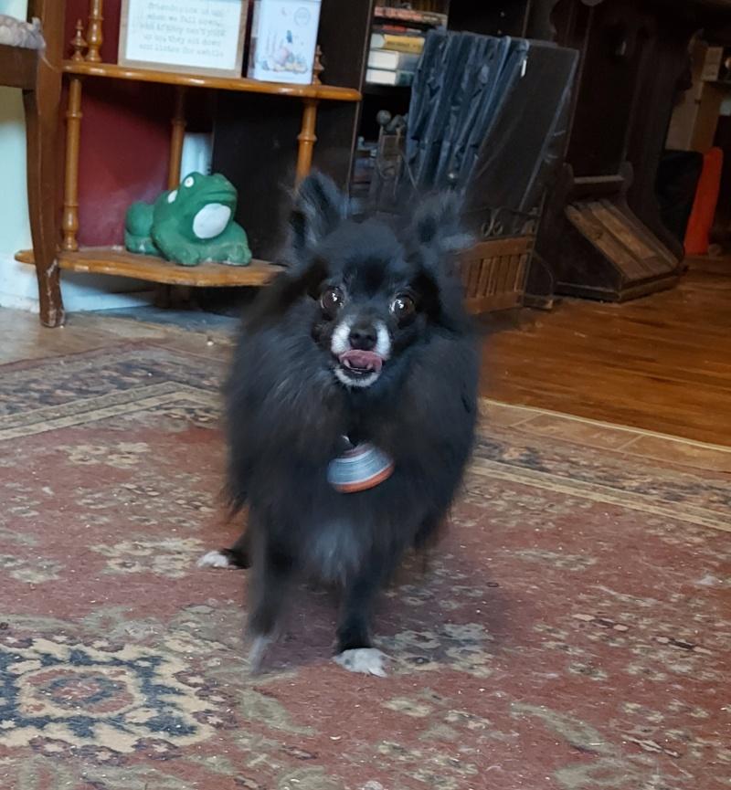 Ebony, an adoptable Pomeranian, Chihuahua in Bancroft, ON, K0L 1C0 | Photo Image 3