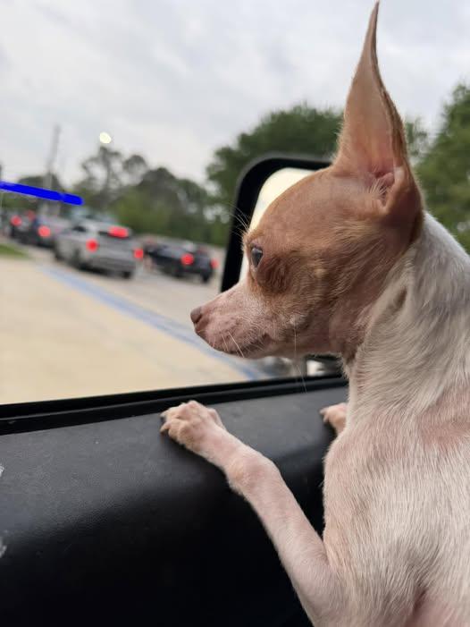 Enlarge Princess Peaches, a Adoptable Chihuahua in Broken Arrow, OK image 2/3