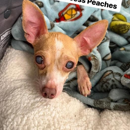 Enlarge Princess Peaches, a Adoptable Chihuahua in Broken Arrow, OK image 3/3