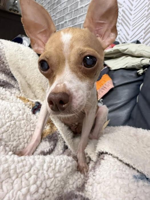 Princess Peaches, Adoptable, Adult Female Chihuahua.