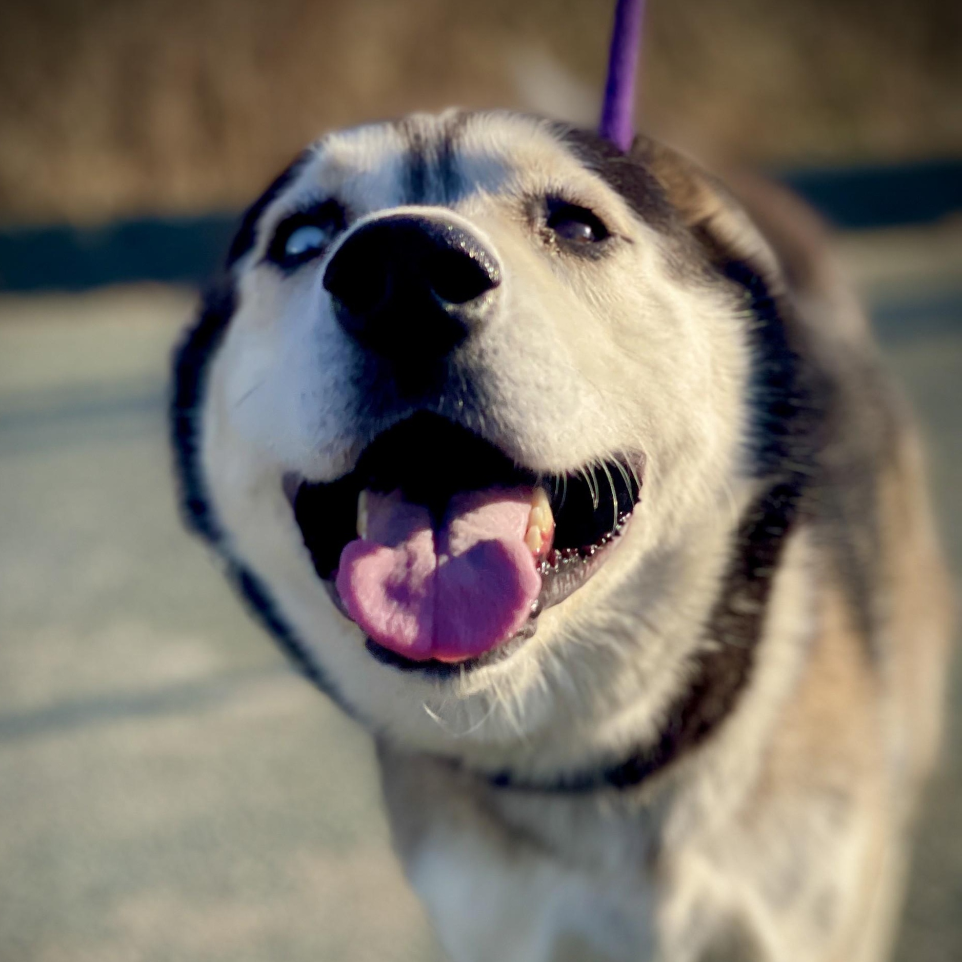 Shadow, ADOPTABLE, Young Male Husky.