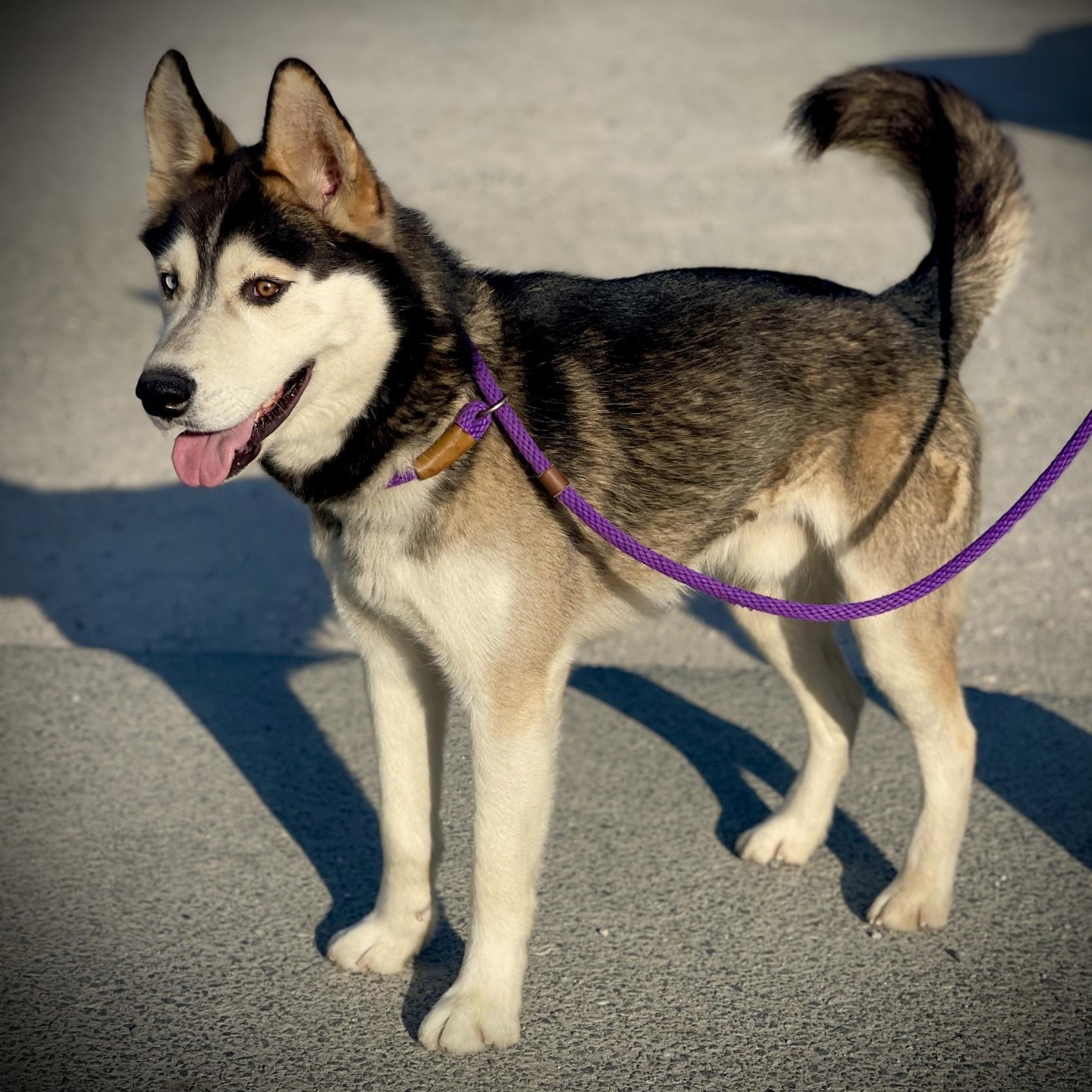 Enlarge Shadow, a ADOPTABLE Husky in San Andreas, CA image 2/4