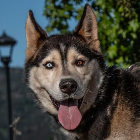 Enlarge Shadow, a ADOPTABLE Husky in San Andreas, CA image 3/4