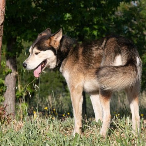 Enlarge Shadow, a ADOPTABLE Husky in San Andreas, CA image 4/4