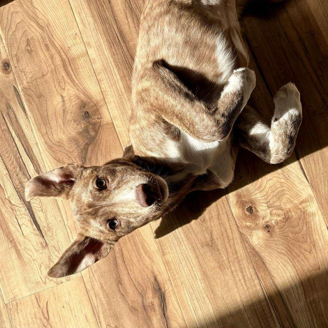 Poppy, Adoptable, Puppy Female Mixed Breed.